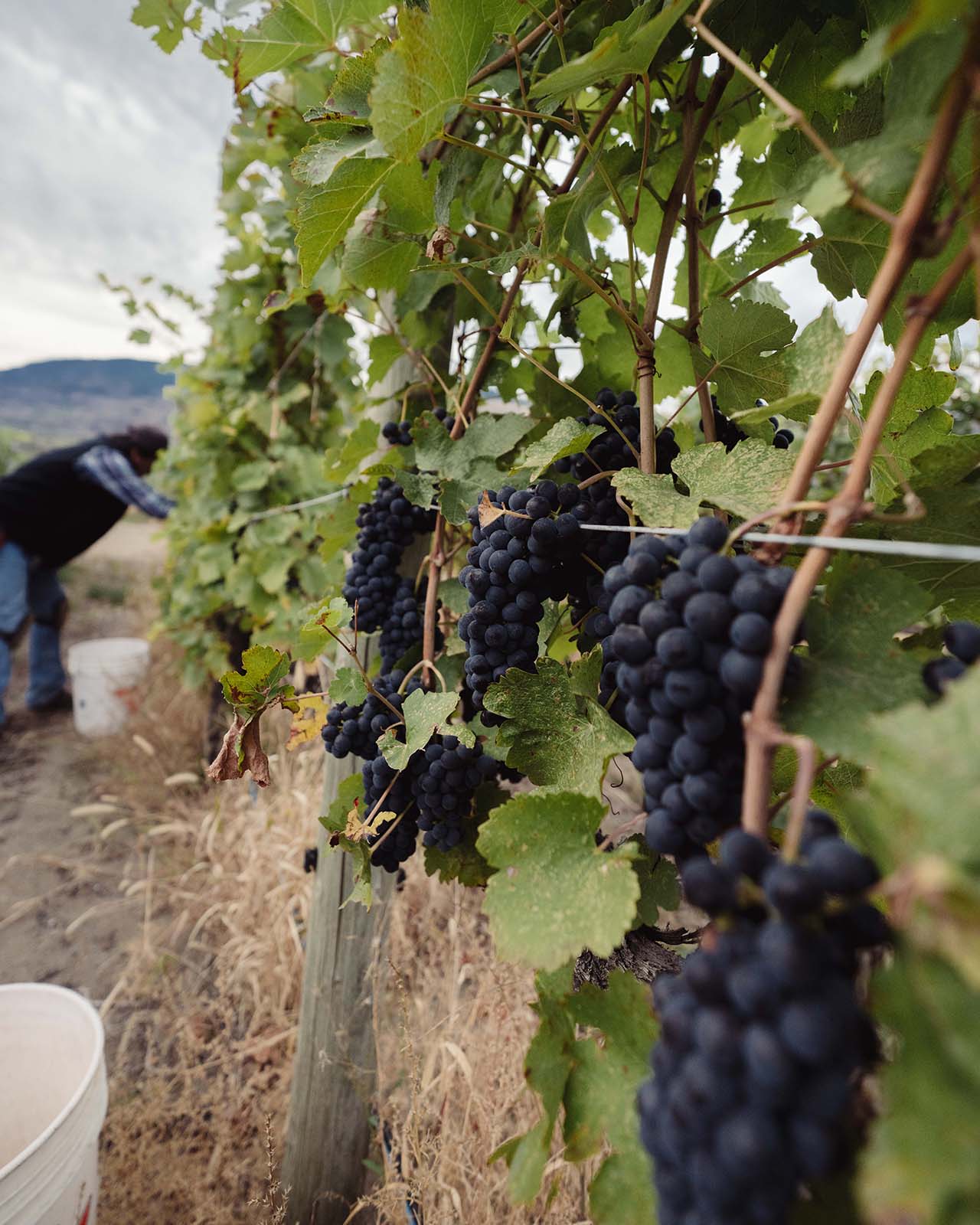 A lush vineyard with bunches of ripe black grapes hanging from green vines. A person in the background is picking grapes, standing next to a white bucket, with a scenic landscape in the distance under a cloudy sky.