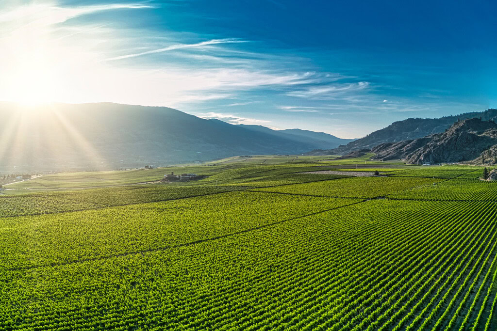 A vast vineyard under a clear blue sky, with sunlight casting long shadows over the neatly arranged rows of grapevines. Rolling hills are visible in the background, creating a serene and picturesque agricultural landscape.